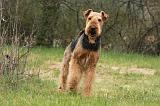 AIREDALE TERRIER 365